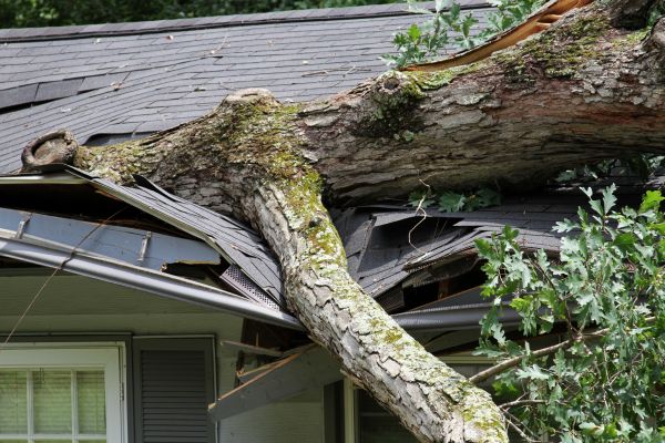 Storm Remediation in Fishers
